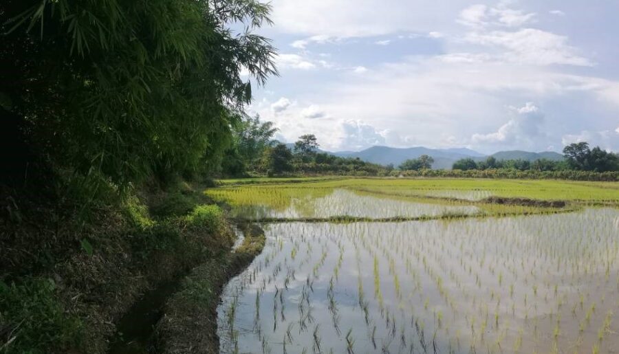 ที่ดินการเกษตรทำเลทอง อำเภอพร้าว เชียงใหม่