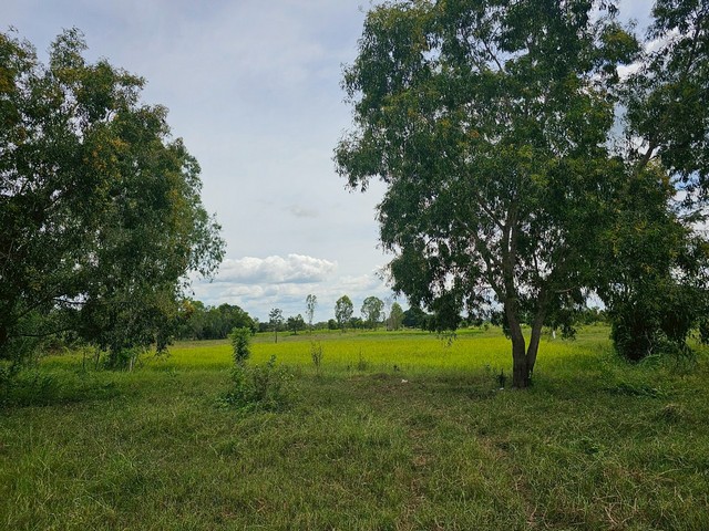 ขายที่ดินมหาสารคาม ติดทางสาธารณะ มหาสารคาม