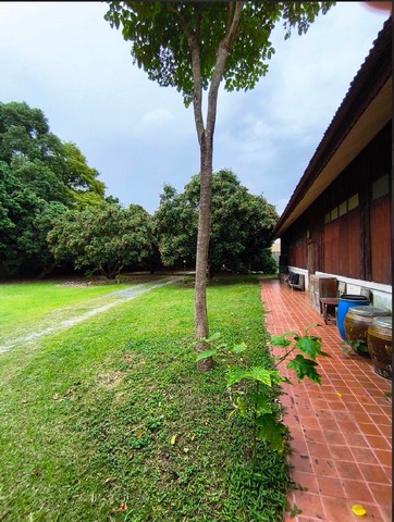 ขายด่วนบ้านพร้อมที่ดิน สวนลำไย บ้านสองหลัง