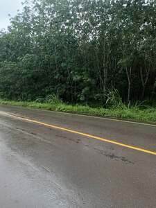 ขายสวนยางพารา ติดถนนใหญ่ 12ไร่ ต. วังโตนด อ.นายายอาม จ. จันทบุรี