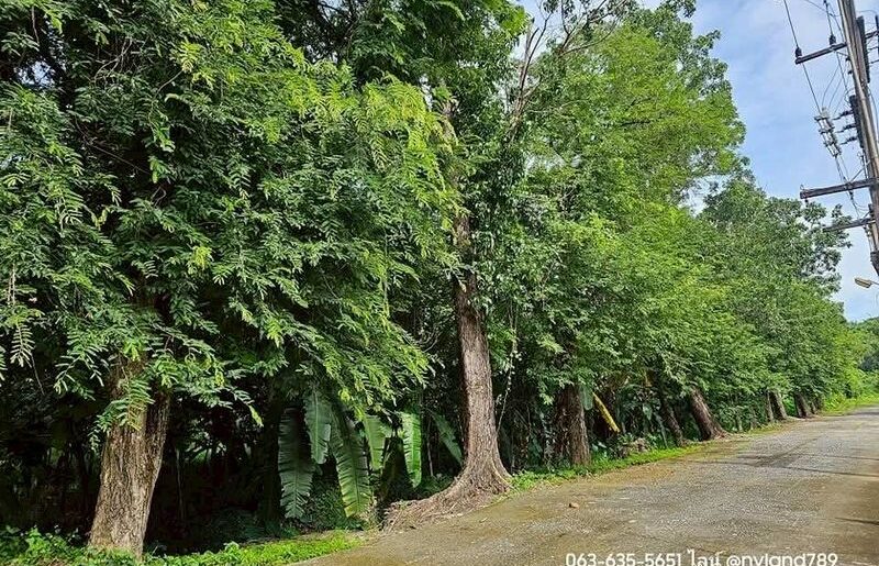 ขายต่ำกว่าราคาประเมิน ที่สวนป่าสวย ต.พรหมณี อ.เมืองนครนายก