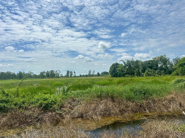 ขายที่ดิน 5 ไร่ บึงศาล องครักษ์ นครนายก