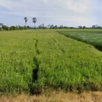 ขายที่ดินสุพรรณบุรี แปลงใหญ่ ทำเลดี เหมาะทำบ้านจัดสรร/สวนไร่นา