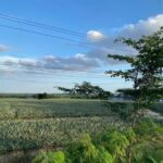 ขายที่ดินนิคมพัฒนาระยอง 24 ไร่
