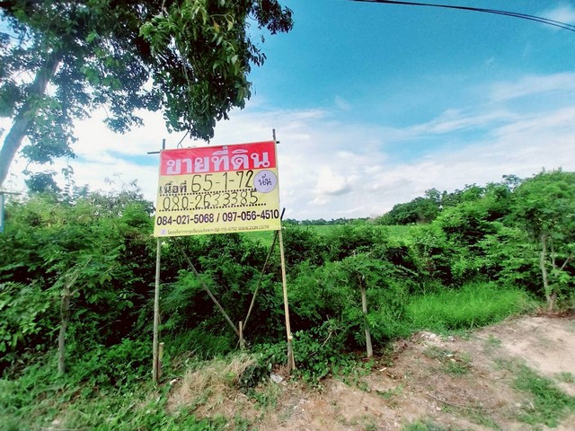 ขายที่ดินเปล่า 65 – 1 – 72 ไร่ หนองยาว ลาดยาว นครสวรรค์