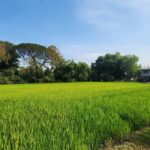 ให้เช่าที่ดิน ที่ดินติดถนนใหญ่ คลองสิบ-คลองสิบสี่