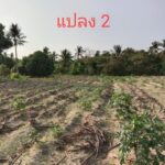 ขายที่ดิน เปล่า 3 แปลง หนองไผ่แก้ว บ้านบึง ชลบุรี เดินทางสะดวก