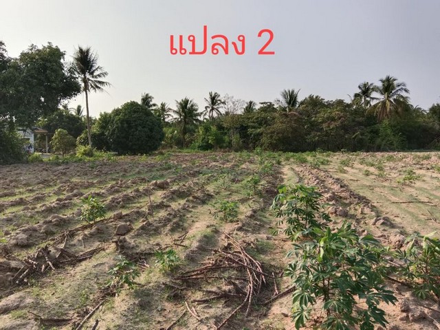 ขายที่ดิน เปล่า 3 แปลง หนองไผ่แก้ว บ้านบึง ชลบุรี เดินทางสะดวก