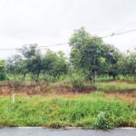 ขายที่ดินลำพูน ลี้ 23 ไร่กว่า วิวภูเขา บรรยากาศธรรมชาติ ราคาดี