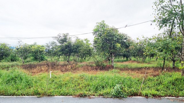 ขายที่ดินลำพูน ลี้ 23 ไร่กว่า วิวภูเขา บรรยากาศธรรมชาติ ราคาดี