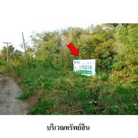 ขายที่ดินว่างเปล่าโครงการ บางไทรการ์เด้น บางไทร อยุธยา