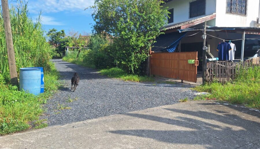 ขายที่ดิน 62 ตรว. ติดถนนใกล้หมู่บ้านโดมทอง อ.เมืองปทุมธานี จ.ปทุม