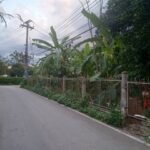 ขายที่ดิน451ว. 10ล. เยื้องปตท. ถ.ต้นยาง หนองผึ้ง สารภี เชียงใหม่