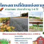 ขายที่ดิน ทำสวนเกษตร แบ่งขาย 1-4 ไร่ ประชาสำราญ