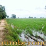 ขายที่ดินถนนทางหลวงชนบทกำแพงเพชร 4004 อ.ทรายทองวัฒนา จ.กำแพงเพชร