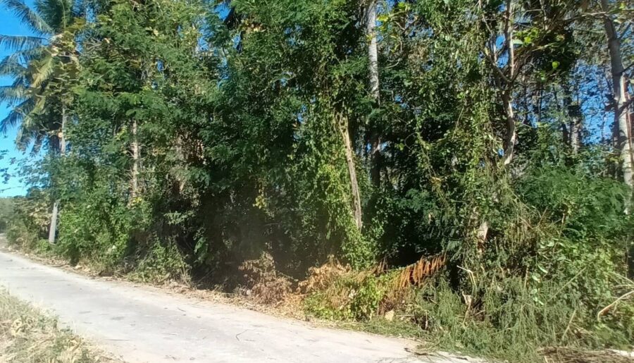 ขายที่ดิน 2 ไร่ พร้อมต้นสักอายุ 22 ปี ลพบุรี