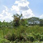 ขายที่ดินเปล่าแปลงสวย ทำเลดี 100ตร.ว. นิมิตรใหม่ คลองสามวา