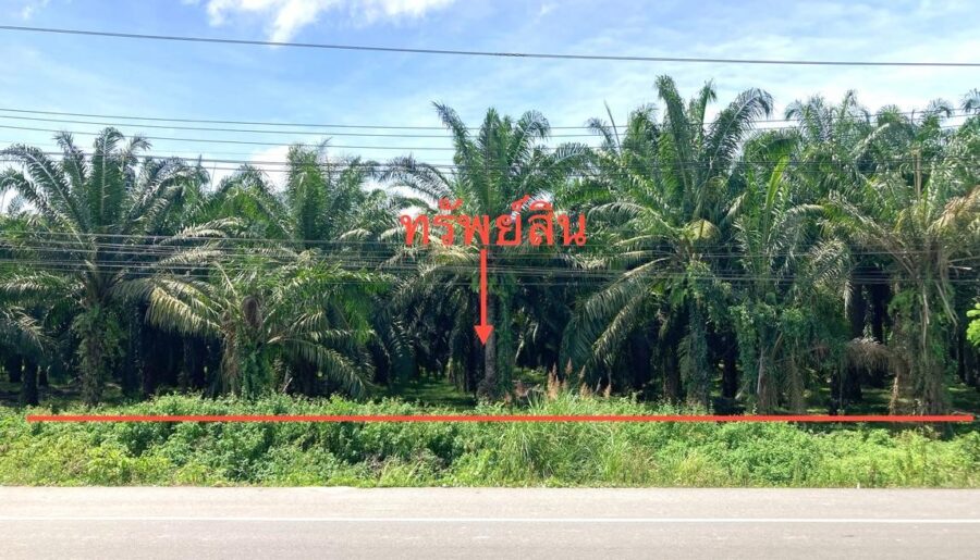 ขาย ที่ดิน สุราษฎร์ธานี อำเภอ พุนพิน จังหวัด สุราษฎร์ธานี