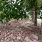 ขายที่ดินบ่อวิน ศรีราชา แปลงงาม ราคาดี ใกล้อีสเทิร์นซีบอร์ด