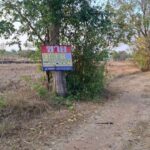 ขายที่ดิน 1-3-68 ไร่ หนองบัว โกสุมพิสัย มหาสารคราม