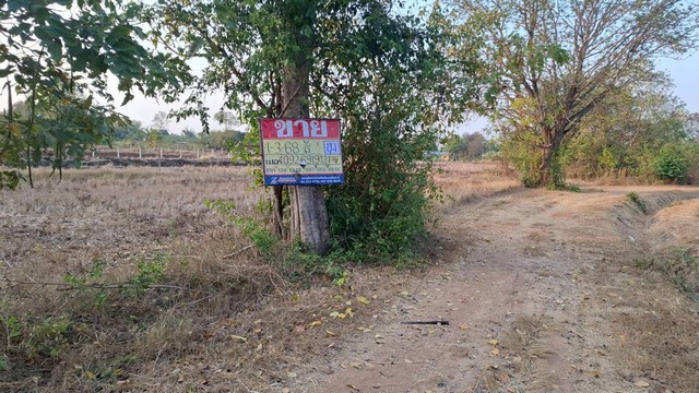 ขายที่ดิน 1-3-68 ไร่ หนองบัว โกสุมพิสัย มหาสารคราม