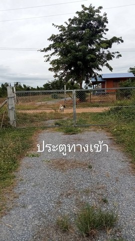 ที่ดินขนาด 3 ไร่ ตำบลหนองประดู่ อำเภอเลาขวัญ จังหวัดกาญจนบุรี