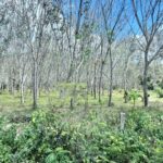 ขายที่ดินสวนยางพารา ทำเลดี จ.สงขลา ติดถนนใหญ่ เดินทางสะดวก