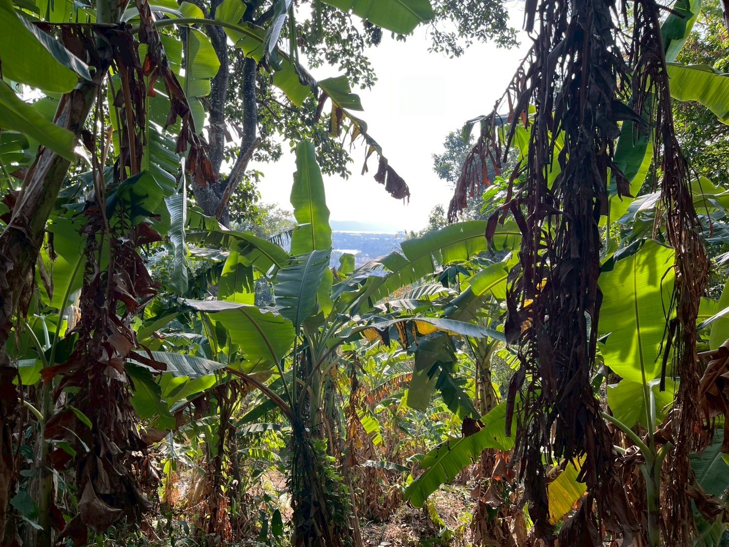 ขายที่ดินวิวทะเล ตำบลฉลอง อำเภอเมืองภูเก็ต จังหวัดภูเก็ต