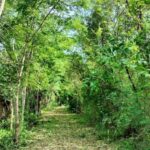 ขายที่ดินจังหวัดหนองคาย ขายที่ดินคุณภาพ 8-1-92 ไร่