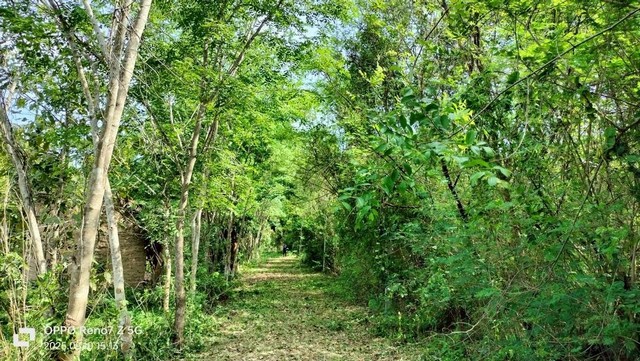 ขายที่ดินจังหวัดหนองคาย ขายที่ดินคุณภาพ 8-1-92 ไร่