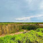 ขายที่ดิน 9-2-67.7 ไร่ ตอน2 โนนไทย นครราชสีมา