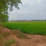 ขายที่ดิน 23 ไร่ 3 งาน 87.7 ตร.ว. อำเภอบางกระทุ่ม จังหวัดพิษณุโลก