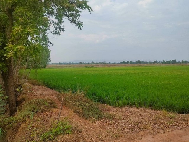 ขายที่ดิน 23 ไร่ 3 งาน 87.7 ตร.ว. อำเภอบางกระทุ่ม จังหวัดพิษณุโลก