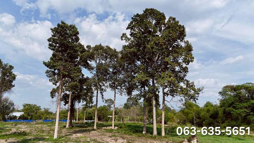 ขายที่สวยหลังตลาดนัดบ้านพริกถูกสุดในโซนนี้