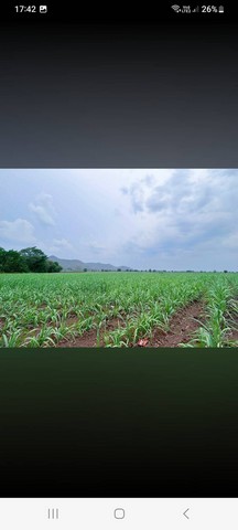 ขายด่วน ขายถูก ที่ดินอำเภอหนองม่วง จังหวัดลพบุรี เนื้อที่ 14 ไร่