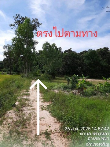 ขายที่ดินอำเภอพนา จังหวัดอำนาจเจริญ เนื้อที่ 7 ไร่ 3 งาน 28 ตาราง