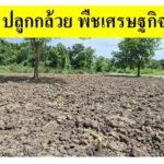 ขายที่ดินเปล่าแปลงมุม ถมแล้ว ซอยเทคโนโลยีแหลมทอง