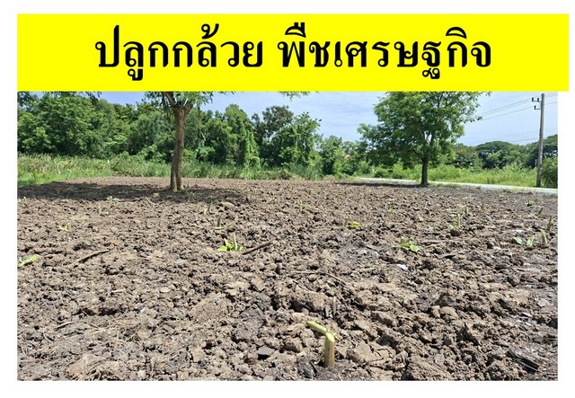 ขายที่ดินเปล่าแปลงมุม ถมแล้ว ซอยเทคโนโลยีแหลมทอง