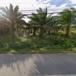 ขายที่ดินสวนปาล์ม ที่ดินสวย ทำเลดี ติดถนน เดินทางสะดวก จ.สตูล