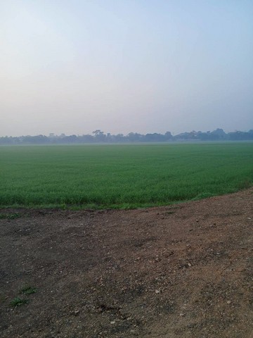 ขายที่ดินแปลงใหญ่ ที่ดินทำเลดี เป็นทุ่งนากว้าง จ.พระนครศรีอยุธยา