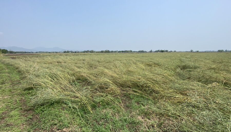 ขายที่นา พร้อมผู้เช่า ทำเลดี อำเภอหนองไผ่ จังหวัดเพชรบูรณ์