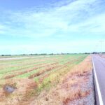 ขายที่ดินเปล่า ขนาดใหญ่ ราคาดี ทำเลบางเลน จ.นครปฐม