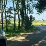 ให้เช่าที่ดินหนองใหญ่ชลบุรี เสนอเช่าที่ดิน10 ไร่
