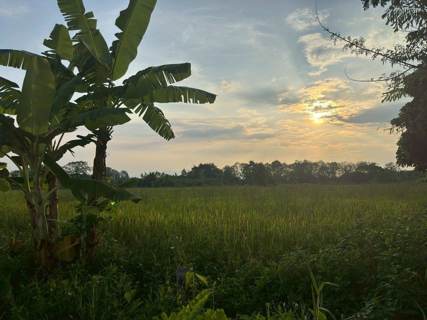 ขายที่ดินสวย บ้านร้องขี้เหล็ก ติดถนน ติดน้ำไหลตลอดปี ทำเลศักยภาพส