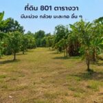 ขายที่ดินถมแล้ว 2-0-01ไร่ เวลเนสซิตี้ อยุธยา