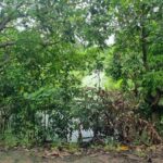 ขายที่ดินไทรน้อย หนองเพรางาย นนทบุรี 500 ตร.ว.