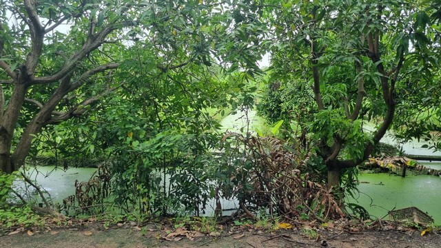 ขายที่ดินไทรน้อย หนองเพรางาย นนทบุรี 500 ตร.ว.