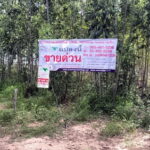 ที่ดินพร้อมสวนป่ายูคาลิปตัส 20-0-18 ไร่ สันป่าตอง นาเชือก มหาสาร