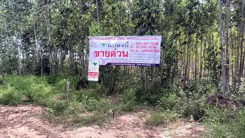 ที่ดินพร้อมสวนป่ายูคาลิปตัส 20-0-18 ไร่ สันป่าตอง นาเชือก มหาสาร